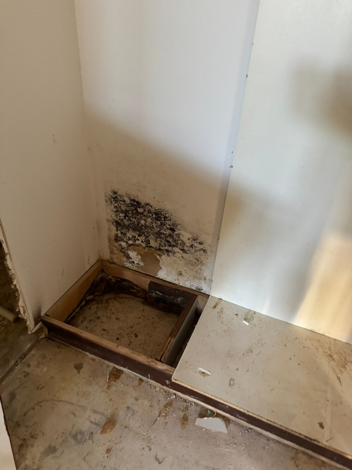Black mold colony grown through painted drywall above an opened floor section during mold remediation