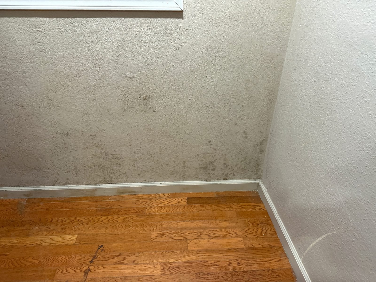 Instant Restoration job photo in Culver City, CA: Heavy mold spotting across wall corner above hardwood floor