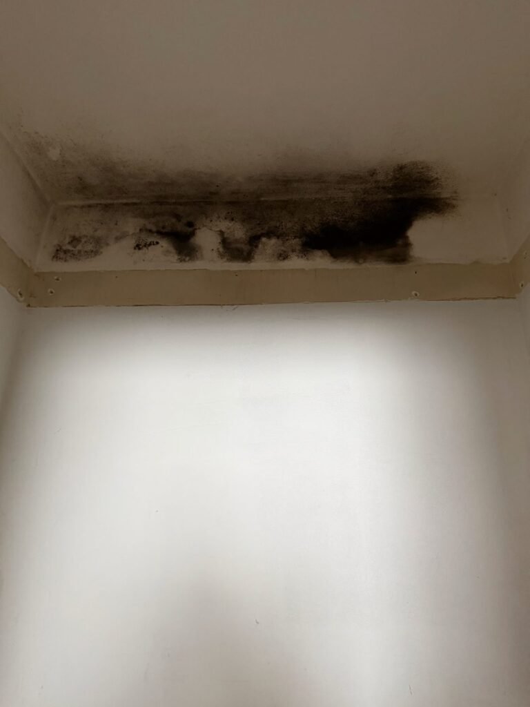 Instant Restoration mold job in Culver City, CA