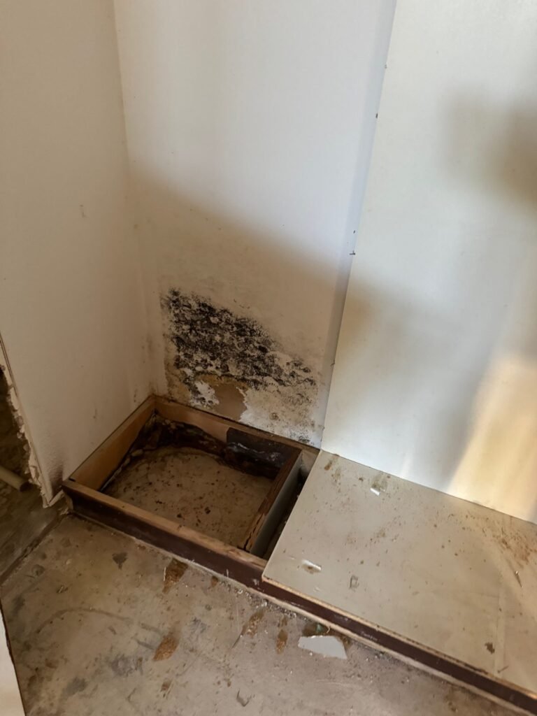 Instant Restoration mold job in Calabasas, CA