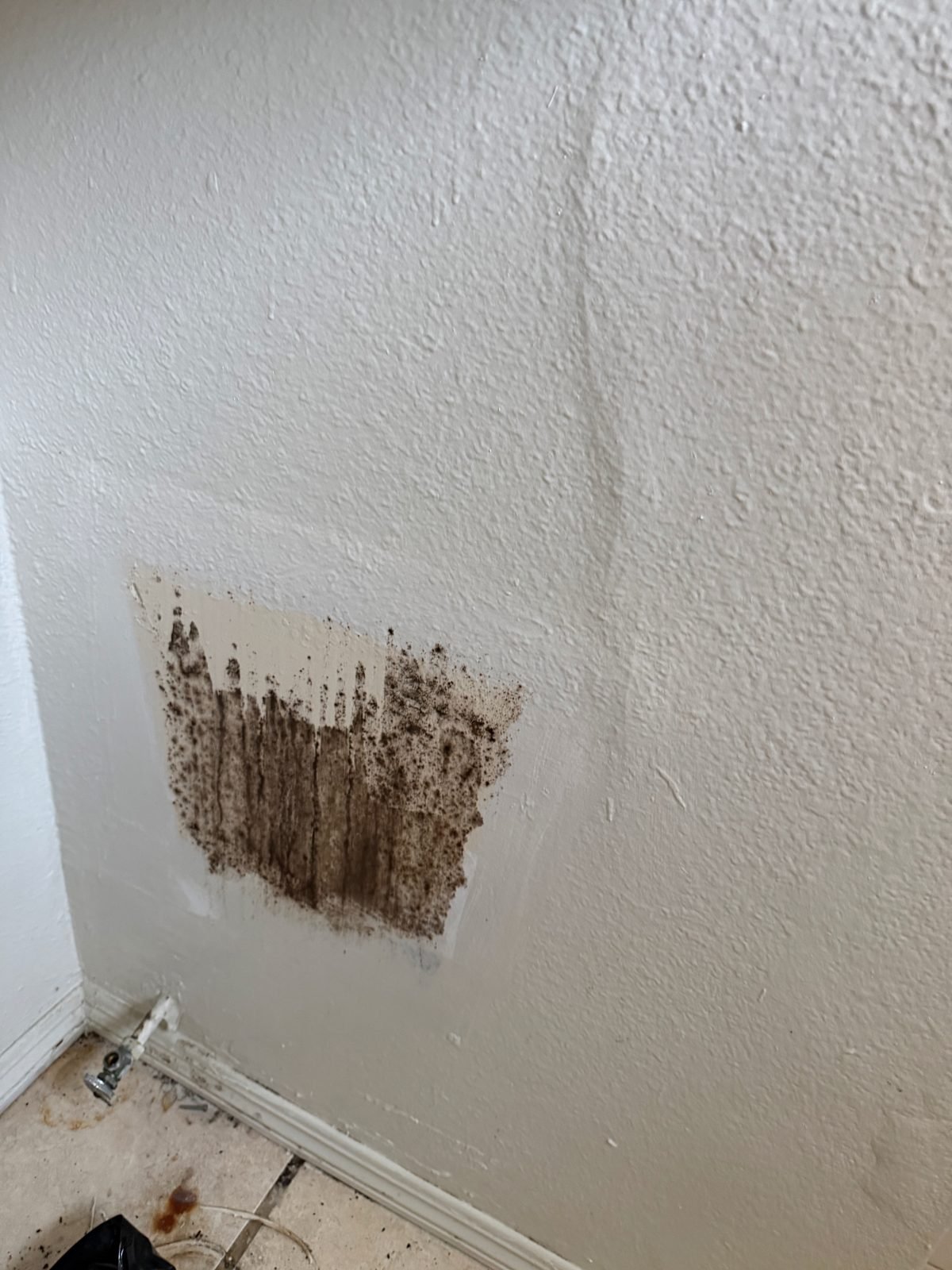 Black mold revealed under the paint layer of a wall above the floor - mold job in Culver City, CA