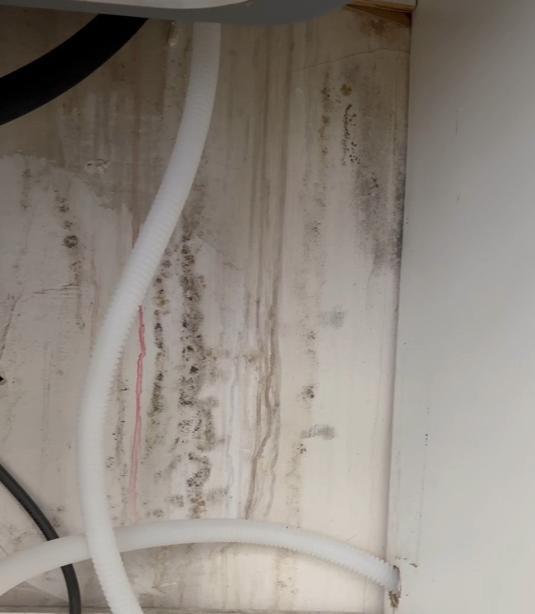 Instant Restoration mold remediation job in Woodland Hills, CA