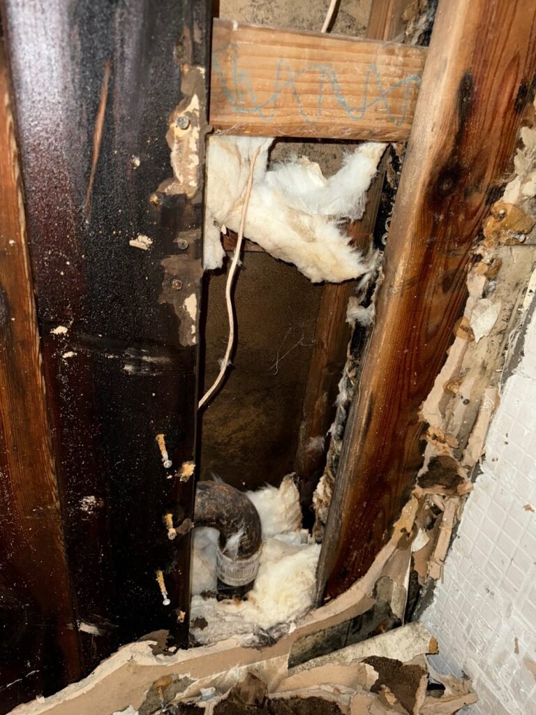 Instant Restoration mold job in Woodland Hills, CA