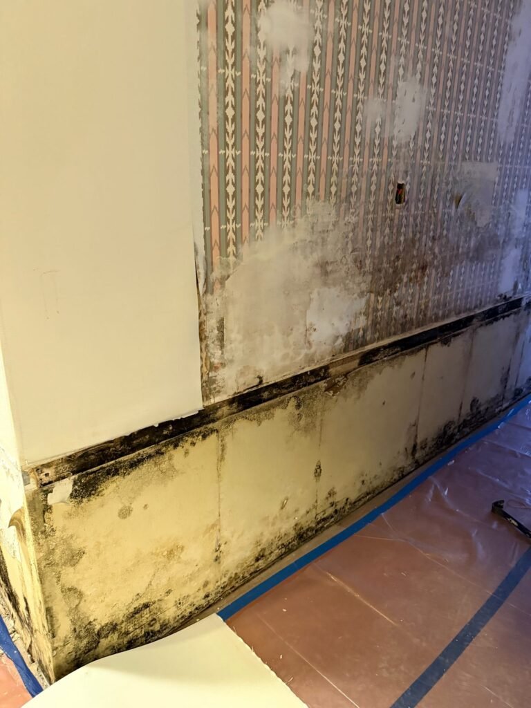 Instant Restoration mold job in Woodland Hills, CA